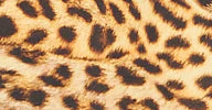 DIANA BOTTOM - Image 7