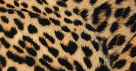 DIANA GOWN XL - Image 11